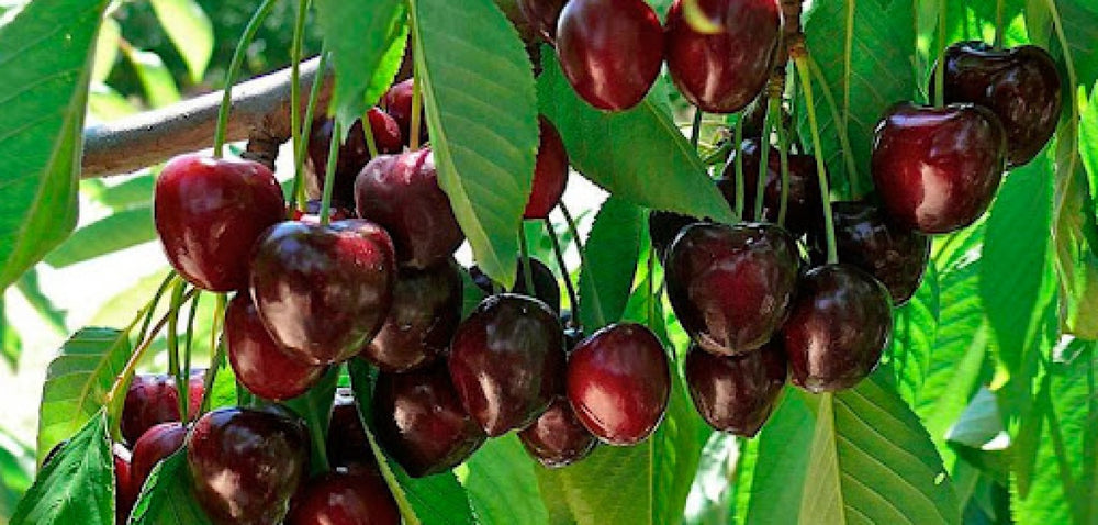 Pomi Fructiferi - Cires - Early Lory - Anul 2 - 1 buc