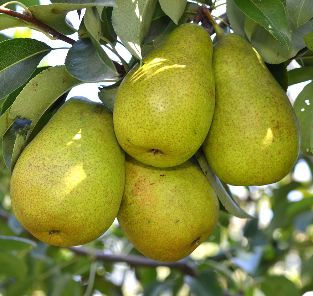 Pomi Fructiferi - Par Untoasa Hardy - Anul 2 - 1 buc