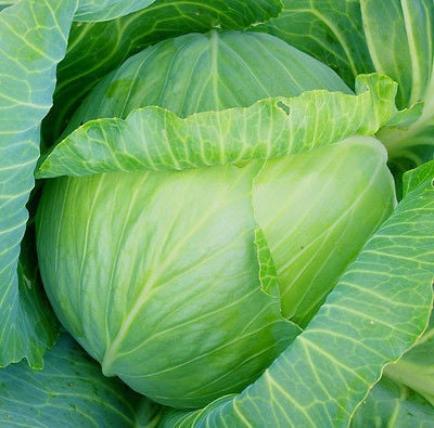 Seminte de Varza de Toamna "Muntenia"