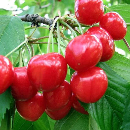 Pomi Fructiferi - Visin - Crisana - Anul 2 - 1 buc