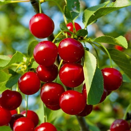 Pomi Fructiferi - Visin - Meteor - Anul 2 - 1 buc