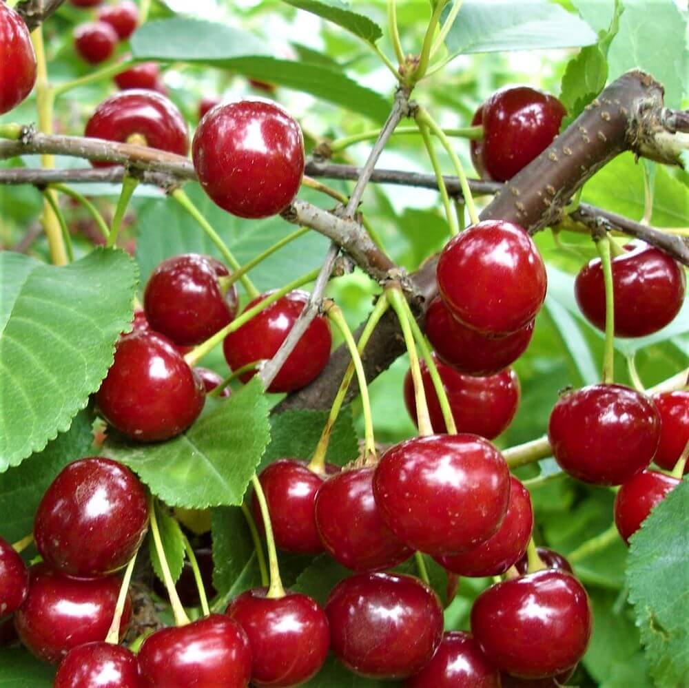 Pomi Fructiferi - Visin - Meteor - Anul 2 - 1 buc