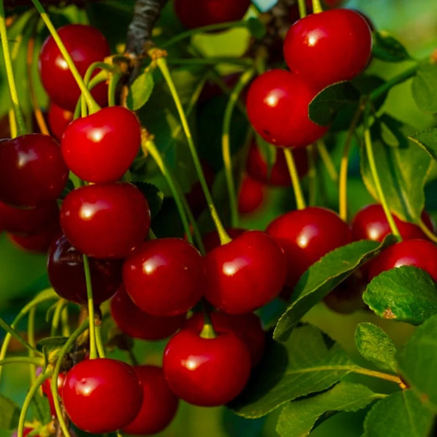 Pomi Fructiferi - Visin - Meteor - Anul 2 - 1 buc
