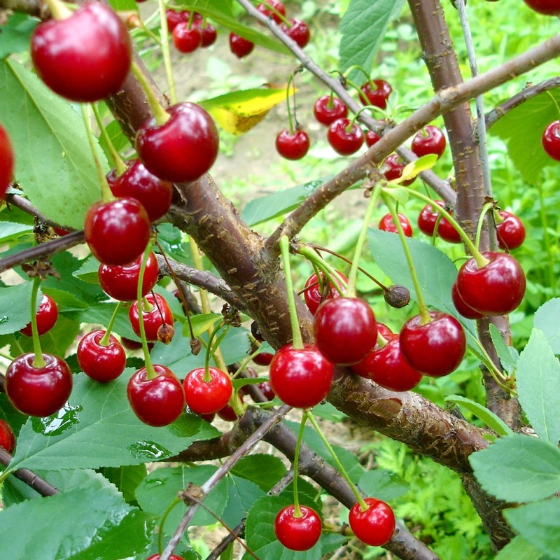Pomi Fructiferi - Visin - Timpuriu de Cluj - Anul 2 - 1 buc