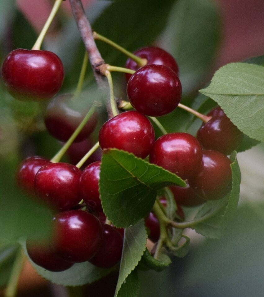 Pomi Fructiferi - Visin - Ilva - Anul 2 - 1 buc