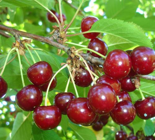Pomi Fructiferi - Visin - Timpuriu de Cluj - Anul 2 - 1 buc