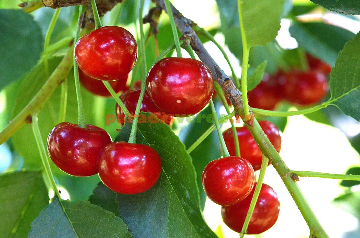 Pomi Fructiferi - Cires Columnar - Anul 2 - 1 buc