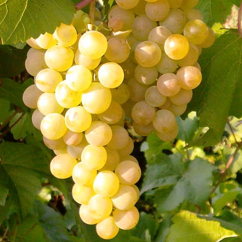 Butas Vita de Vie "Bianca", 1 Bucata