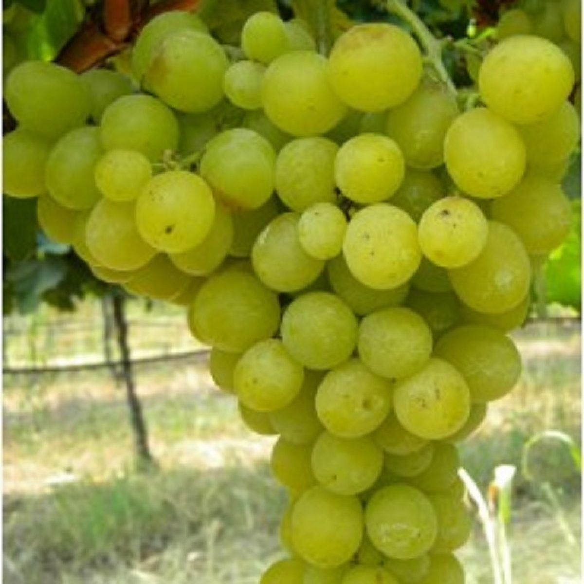 Butas Vita de Vie de Masa "Regina Viilor", 1 Bucata