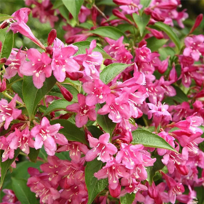 Plante Ornamentale - Weigela Roz Deschis - Ghiveci - 3L - 1 buc