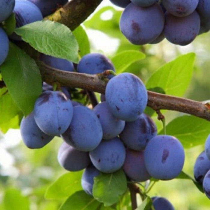 Pomi Fructiferi - Prun - Bluefree - Anul 2 - 1 buc