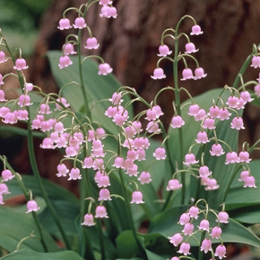 Bulbi Lacramioare - Rosea Convallaria - Roz - 1 buc - Ghiveci