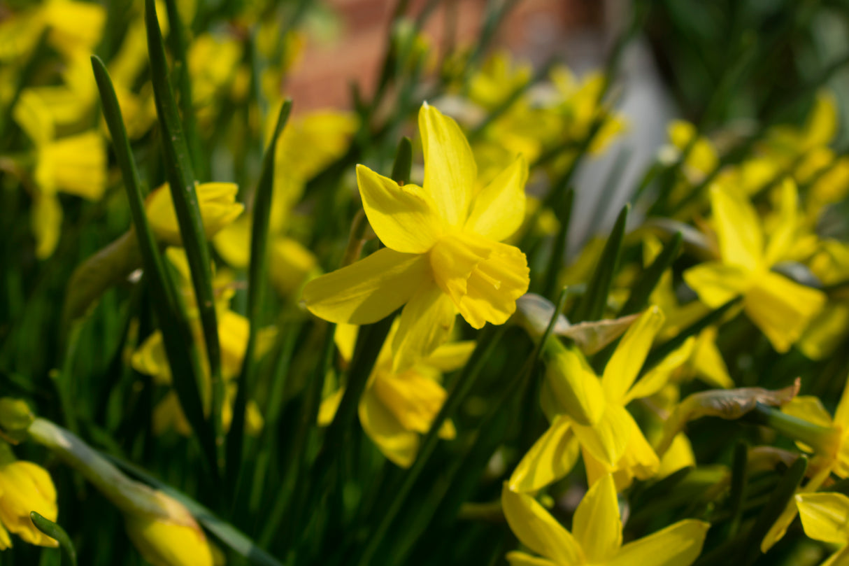 Bulbi Narcise - Yellow Sailboat - 2 buc