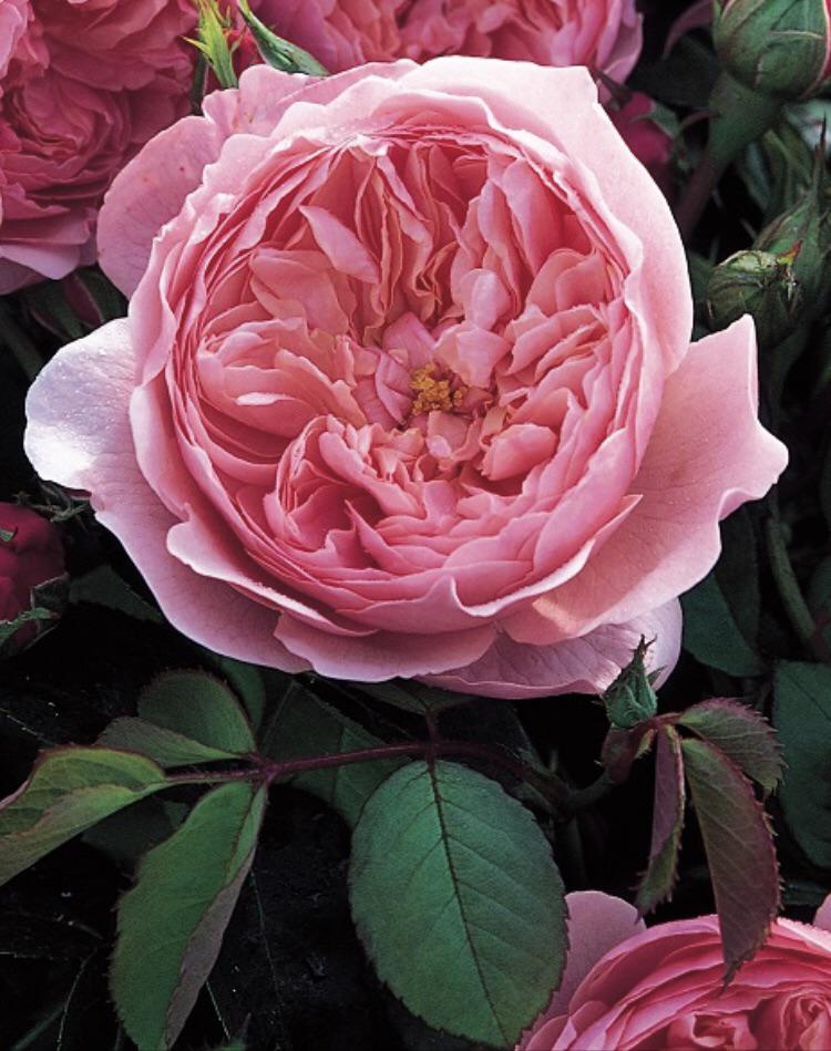 Trandafiri Butasi Teahibrizi - The Alnwick - 1 buc