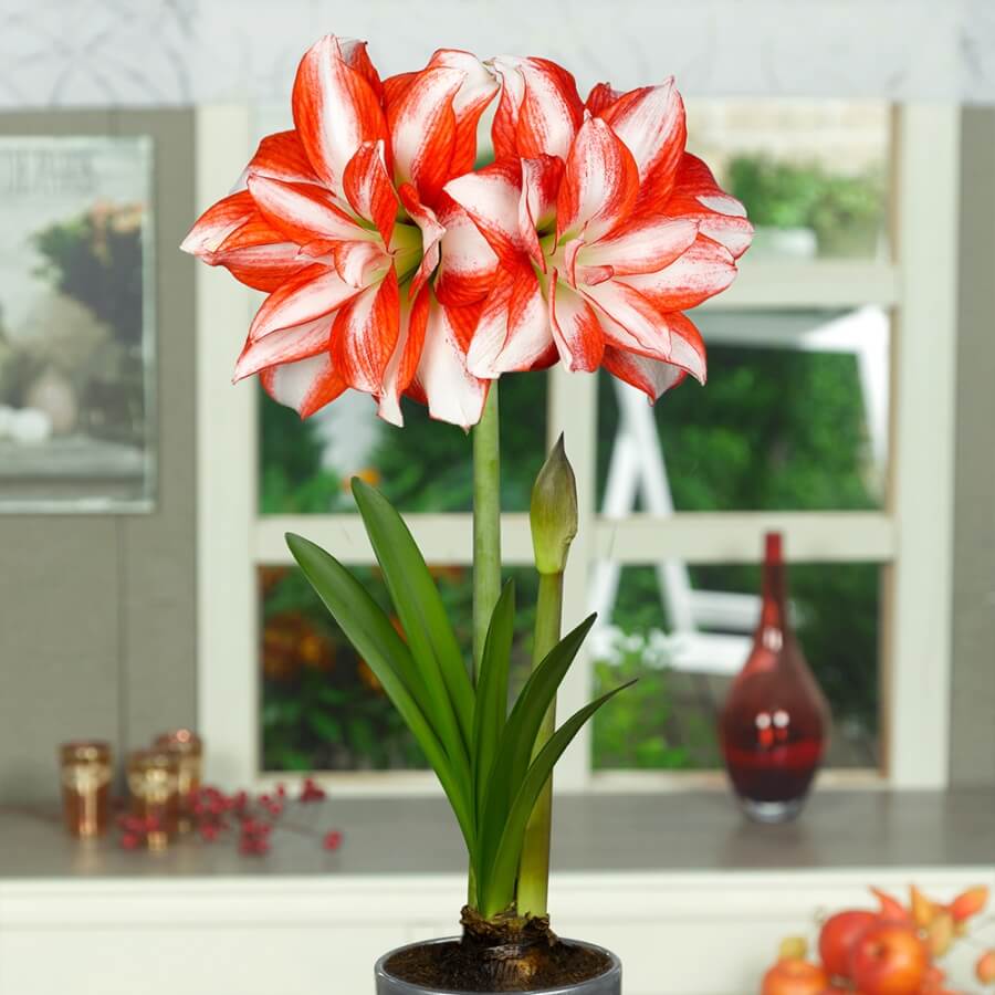 Bulbi Amaryllis – plantare, îngrijire și înflorire spectaculoasă în casă + povestea florii regale