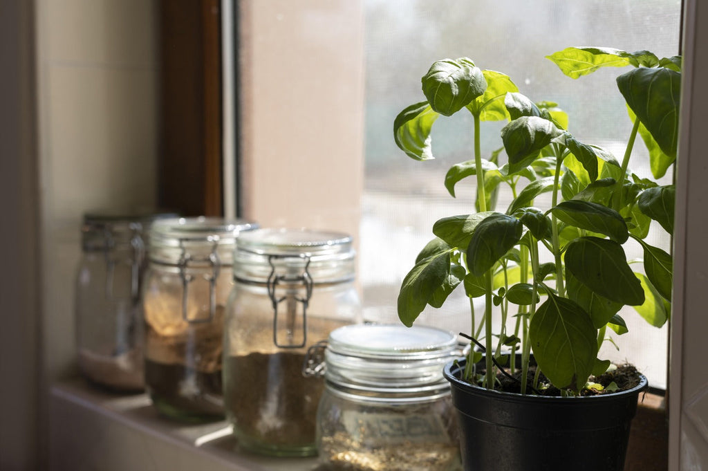 cum-sa-cultivi-plante-aromatice-acasa