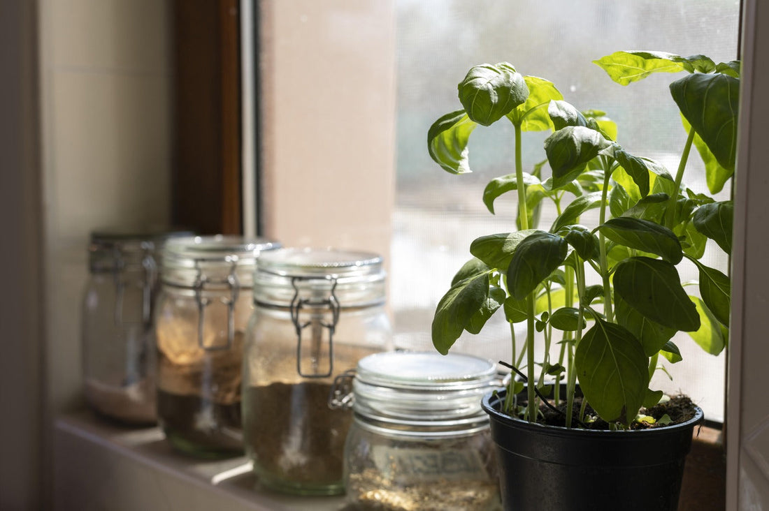 cum-sa-cultivi-plante-aromatice-acasa