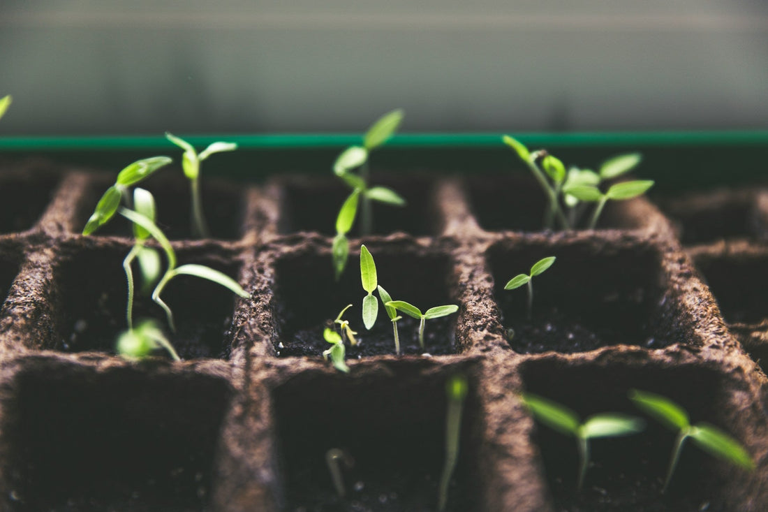 10 legume perfecte de plantat în grădina ta primăvara