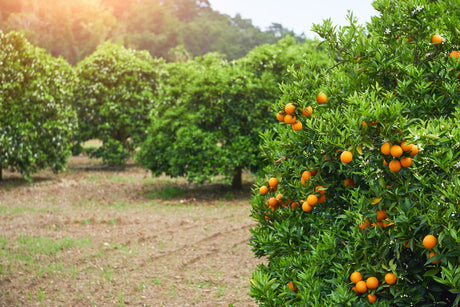 Plantarea pomilor fructiferi în grădină – sfaturi pentru o recoltă bogată