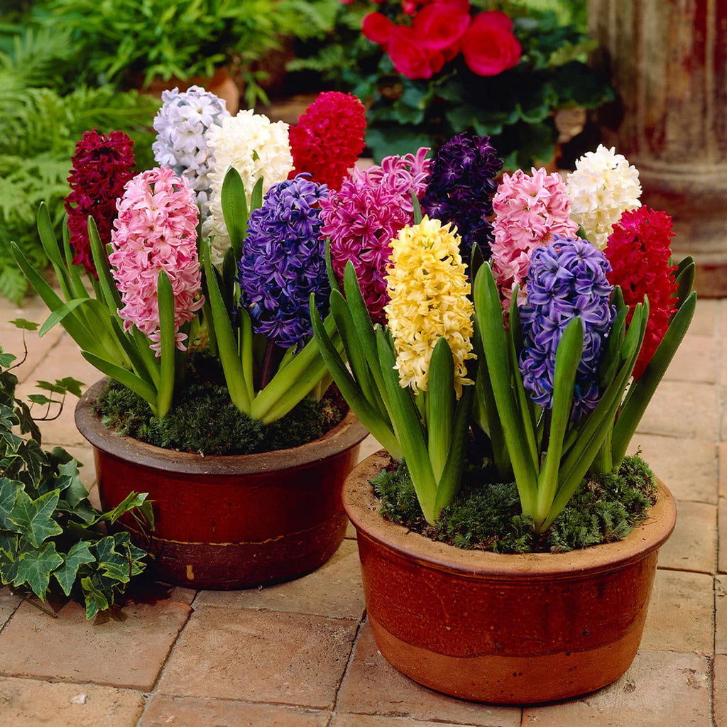 Bulbii de zambile – cum îi plantezi, cum îi păstrezi an de an și povestea fascinantă a acestor flori parfumate