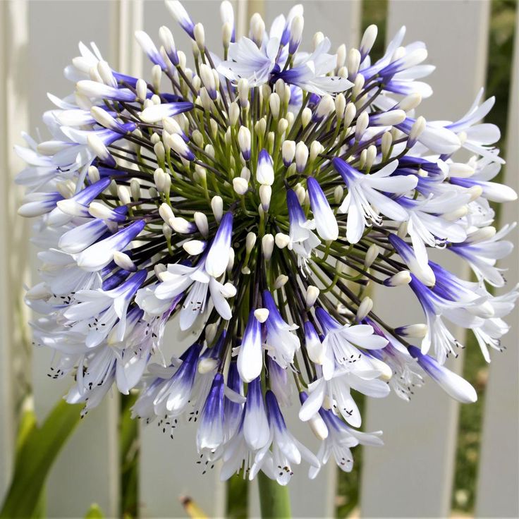 Agapanthus