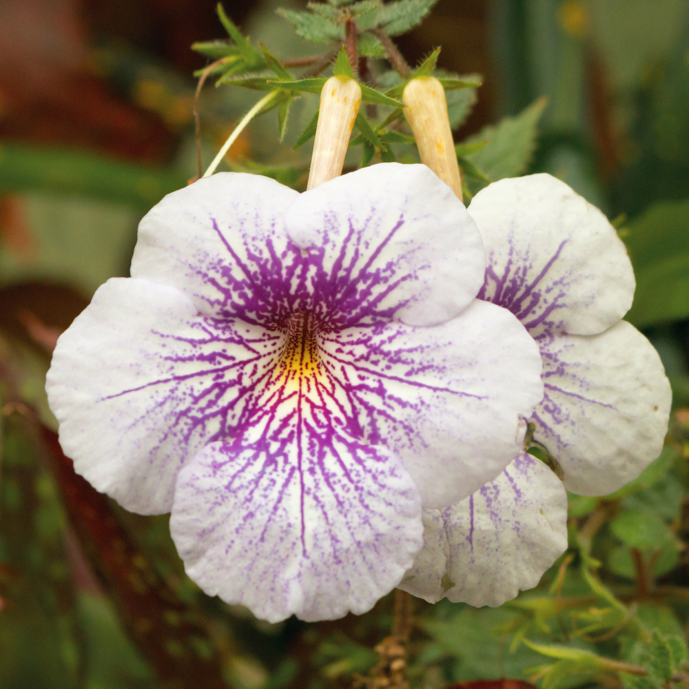 Bulbi Achimenes