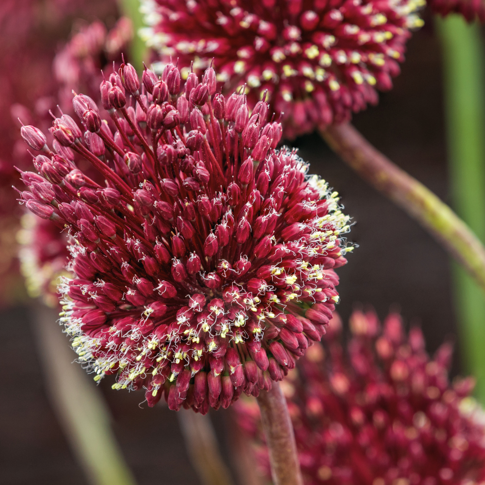 Bulbi Allium