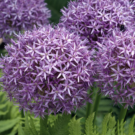 Bulbi Allium