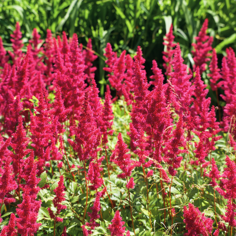 Bulbi Astilbe