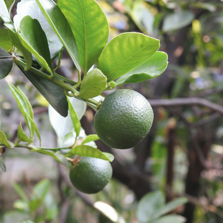 Calamondin