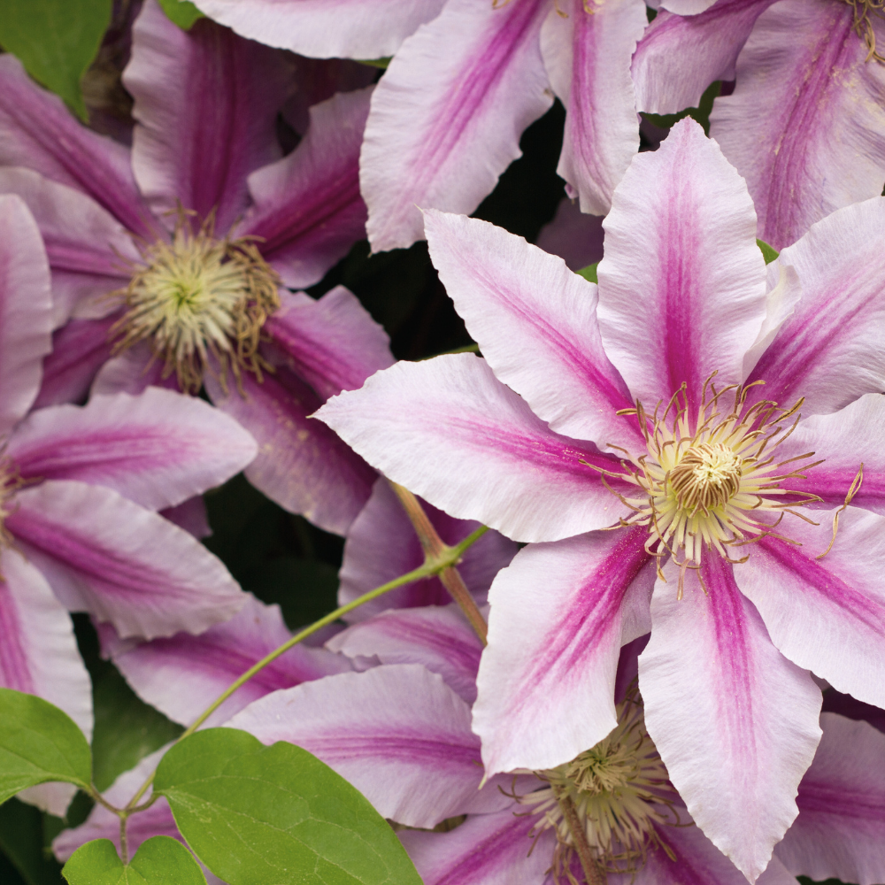 Clematis