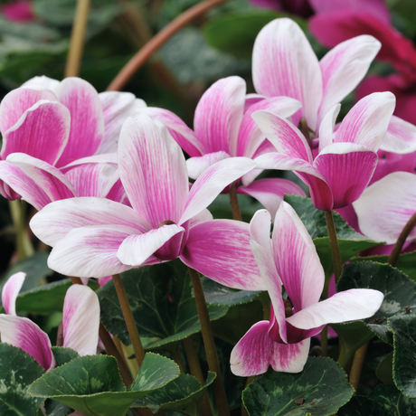 Bulbi Cyclamen