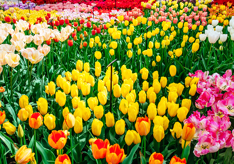 pachete promotionale