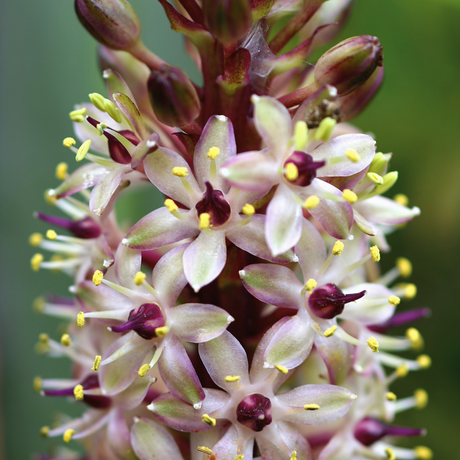 Bulbi Eucomis