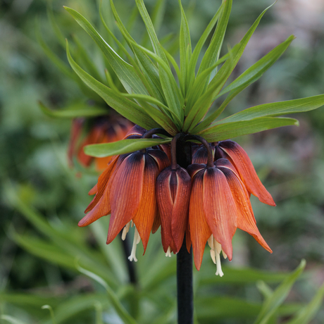 Bulbi Fritillaria