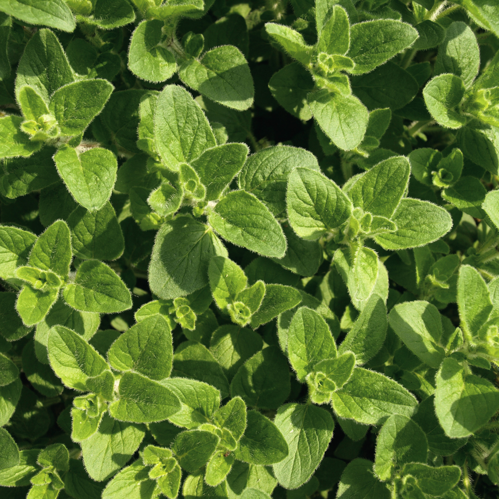 Semințe Oregano
