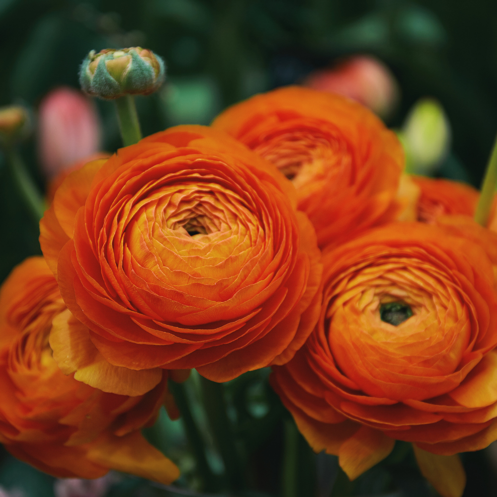 Bulbi Ranunculus