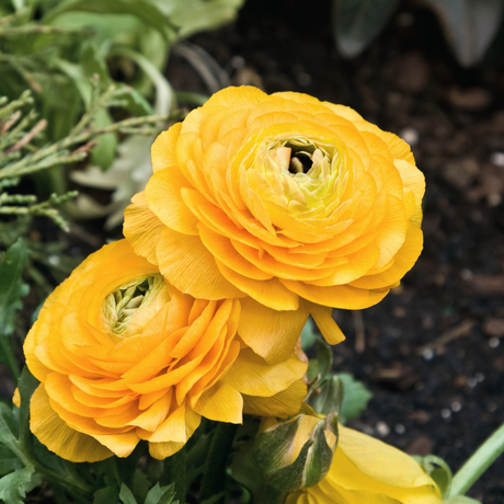 Bulbi Ranunculus