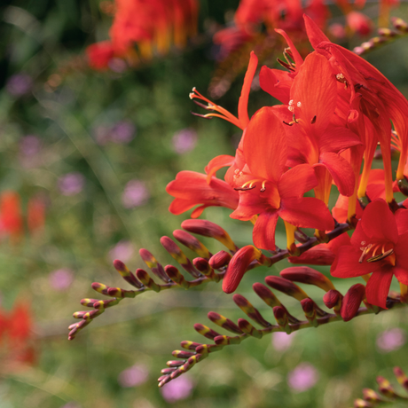 Bulbi Crocosmia