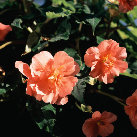 Bulbi Begonia