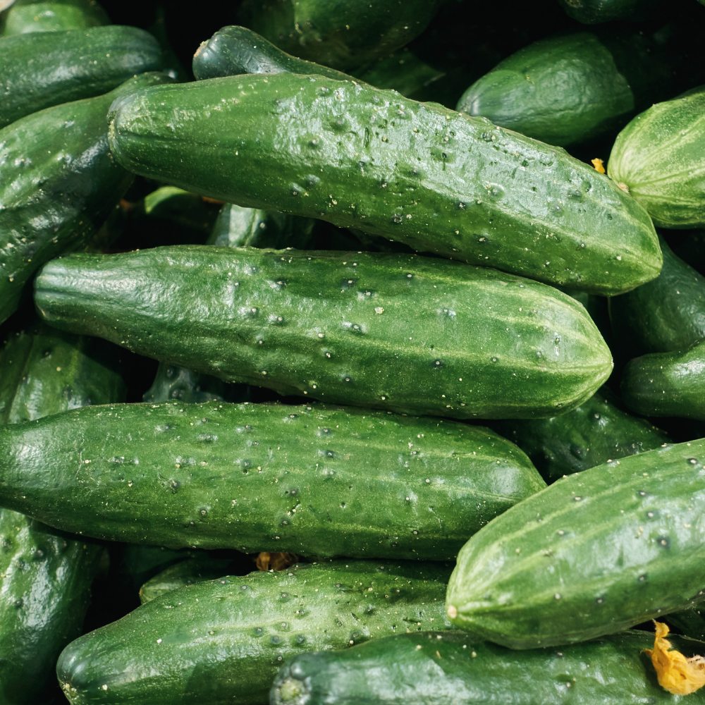 Semințe Castraveți