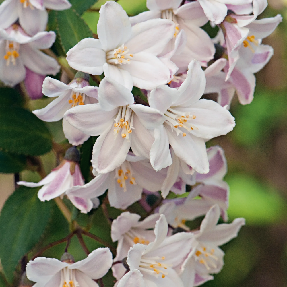 Deutzia