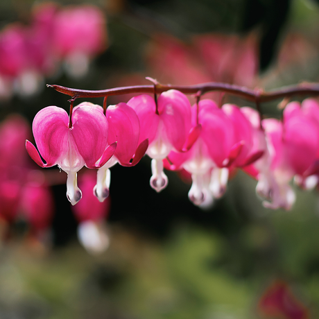 Bulbi Dicentra