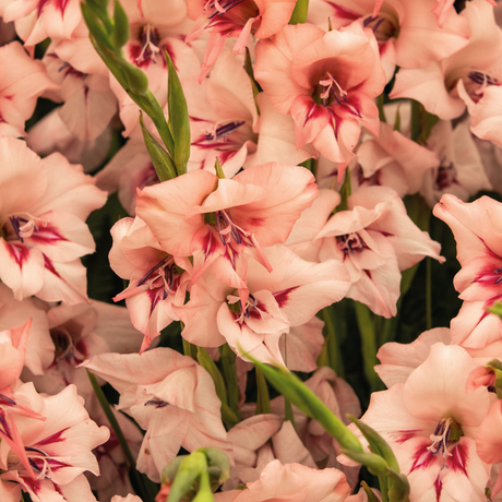 Bulbi Gladiole