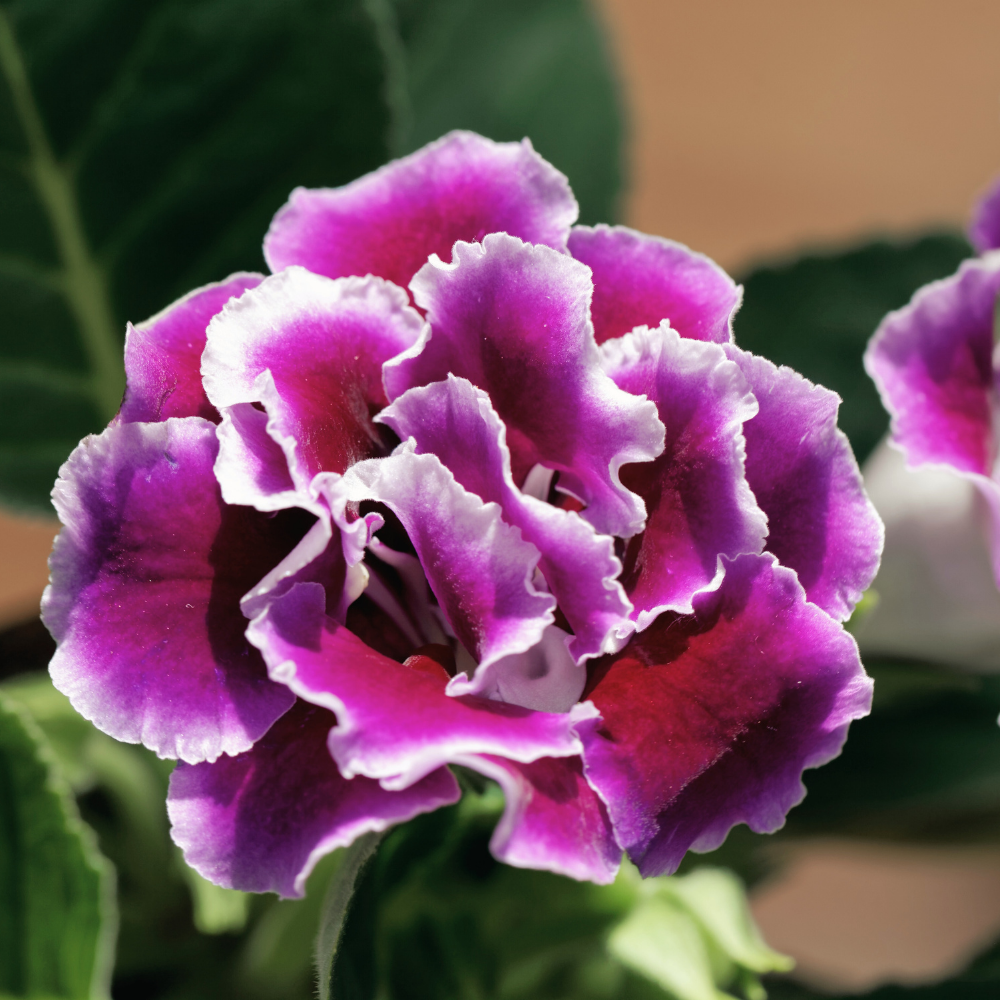 Bulbi Gloxinia