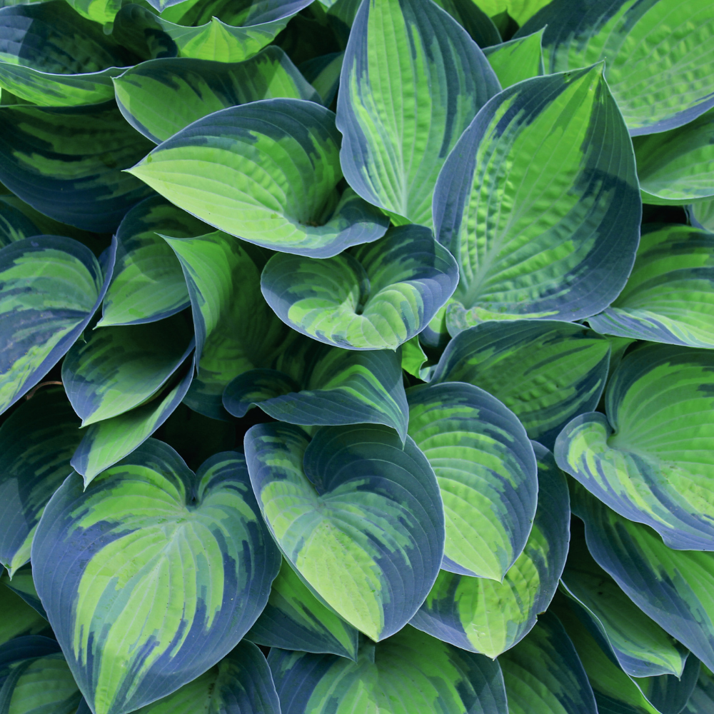 Hosta Floare Bulbi de crini de toamna ️ Hosta - o floare spectacol, cu frunzis bogat ...