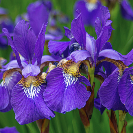 Bulbi Iris