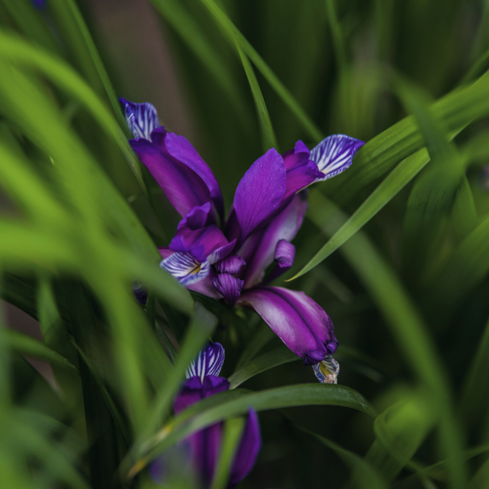 Bulbi Iris Germanica