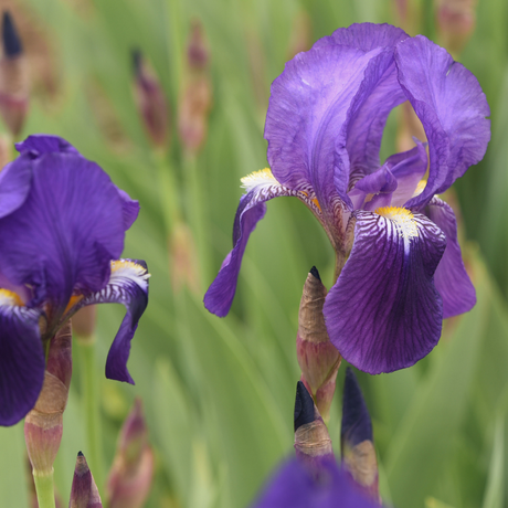 Bulbi Iris Germanica