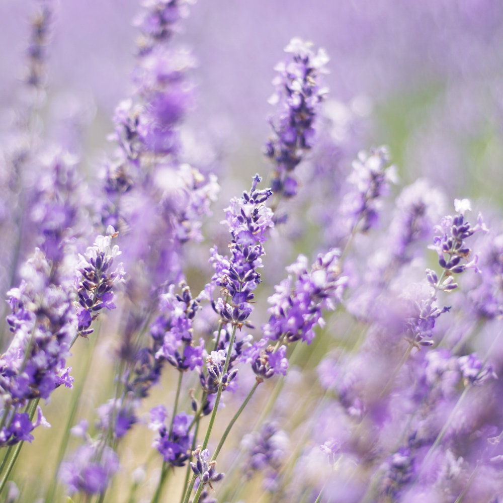 Lavanda